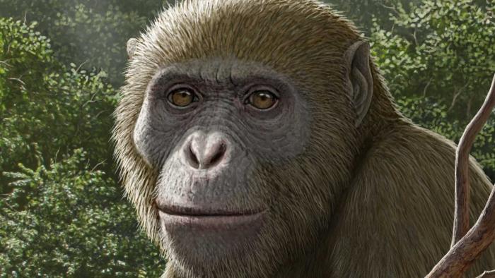 Masripithecus moghraensis 