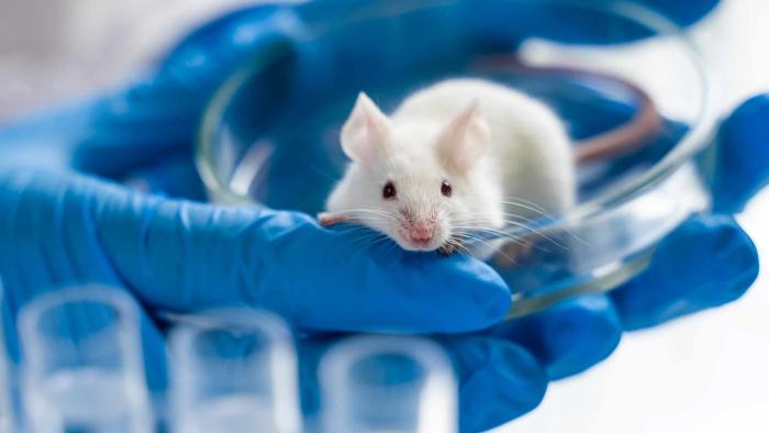 ratón de laboratorio