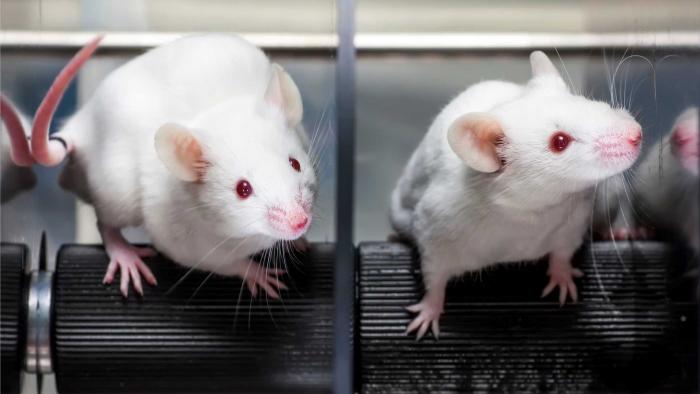 ratones